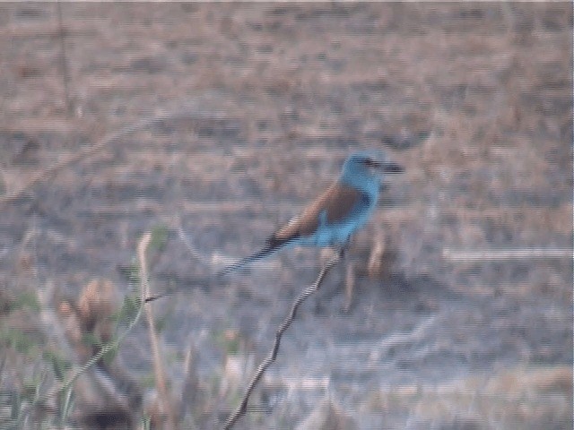 Abyssinian Roller - ML201600771