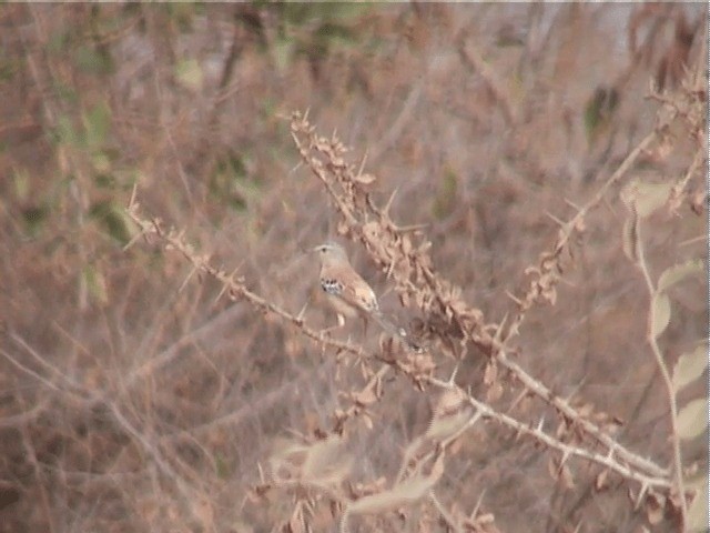 Prinia Charlatana - ML201600791