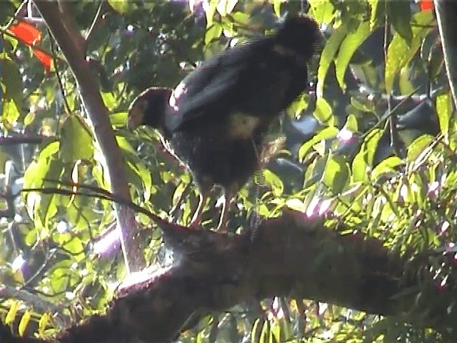 Andaman Serpent-Eagle - ML201600821