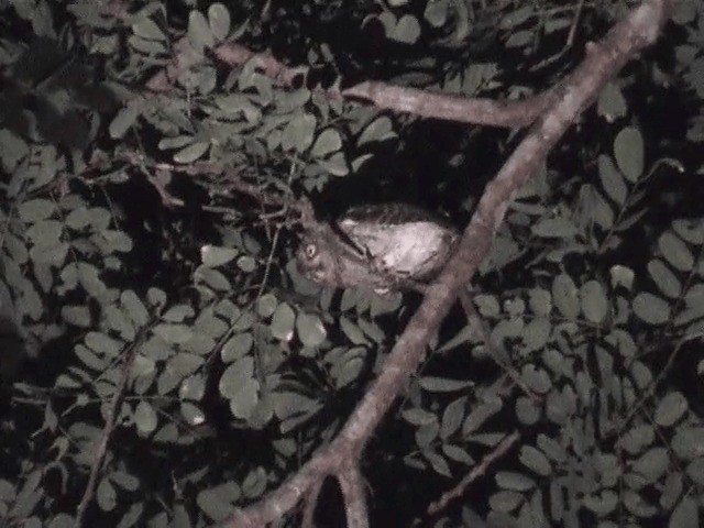 Oriental Scops-Owl (Walden's) - ML201600851