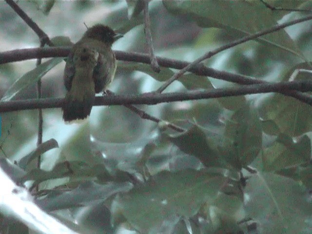 Andaman Bulbul - ML201600861