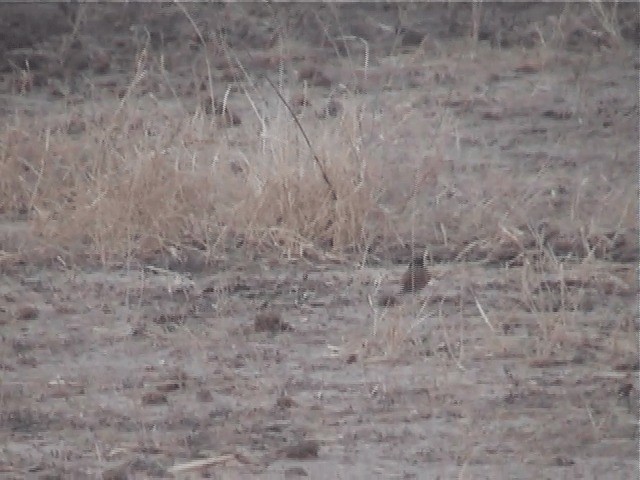 Chestnut-backed Sparrow-Lark - ML201600881