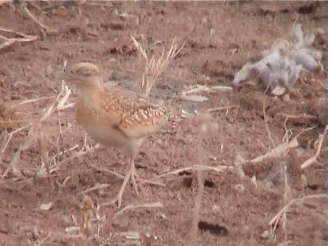 Quail-plover - ML201600891