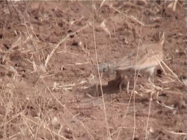 Quail-plover - ML201600901