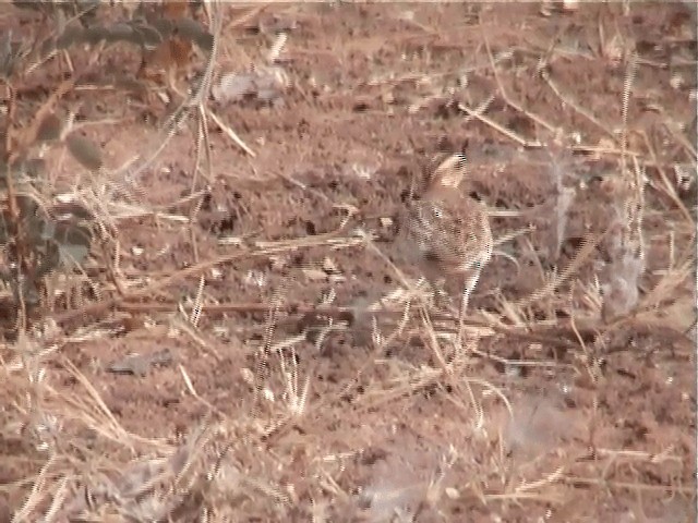 Quail-plover - ML201600911