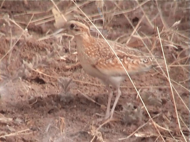 Quail-plover - ML201600921