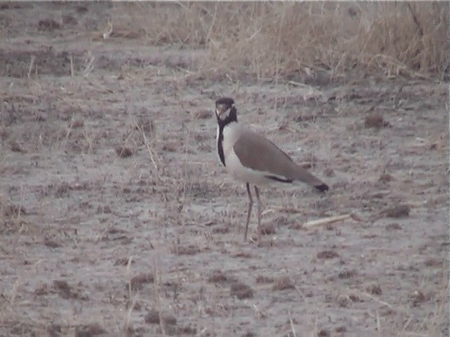 Black-headed Lapwing - ML201600941