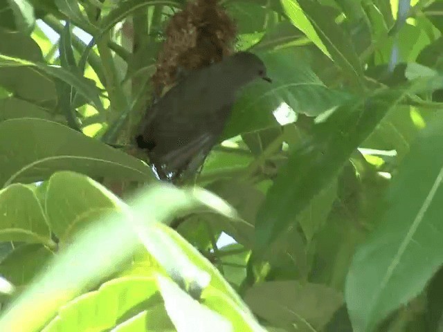 Orange-bellied Flowerpecker - ML201601051