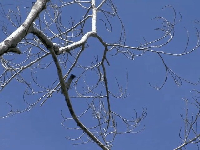 Bar-bellied Cuckooshrike - ML201601081