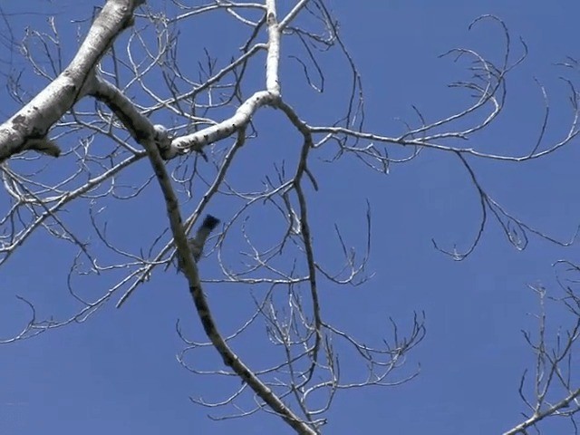 Bar-bellied Cuckooshrike (Philippine) - ML201601081