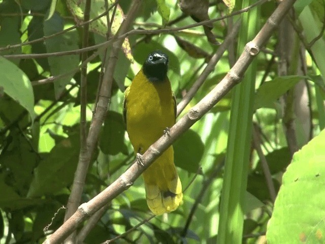 Black-headed Bulbul - ML201601091