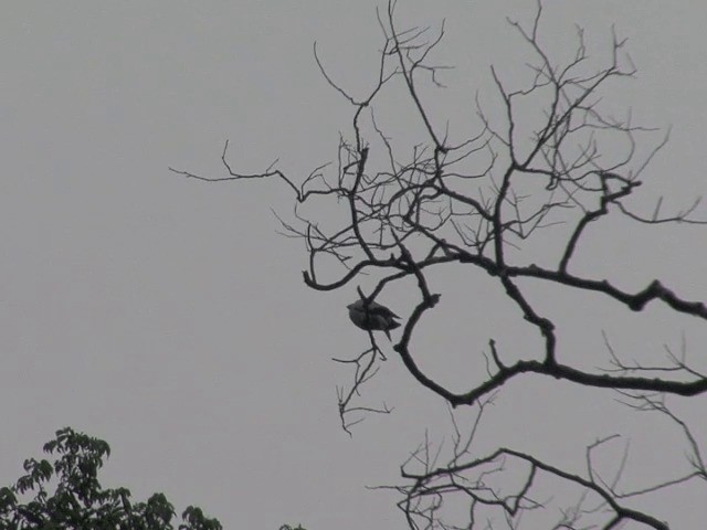 Silvery Wood-Pigeon - ML201601131