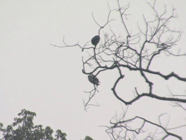 Pigeon argenté - ML201601141