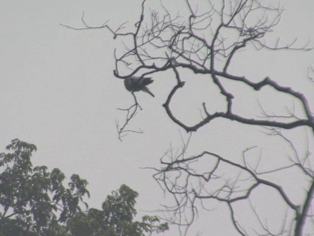 Pigeon argenté - ML201601151