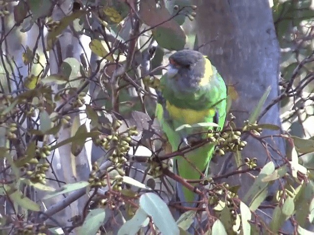 Воротничковый попугай (semitorquatus) - ML201601221