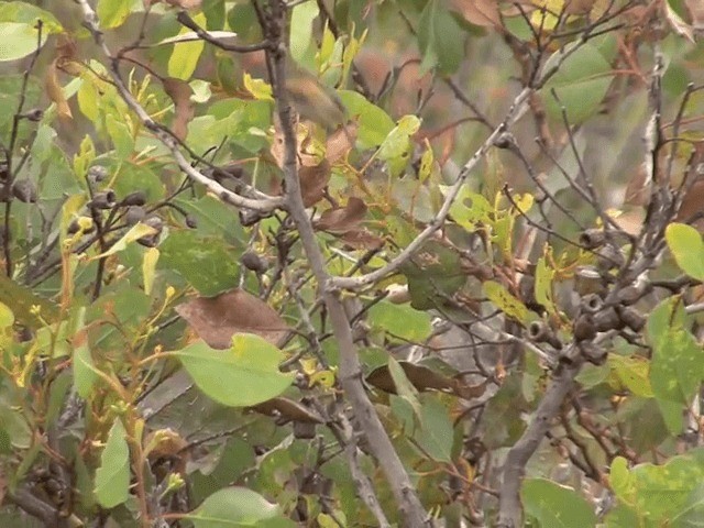 Güneyli Emubülbülü - ML201601251