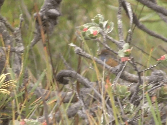 Güneyli Emubülbülü - ML201601261