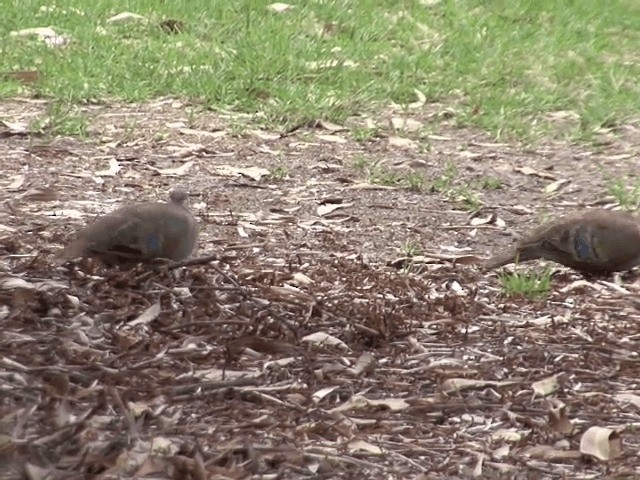 Brush Bronzewing - ML201601331