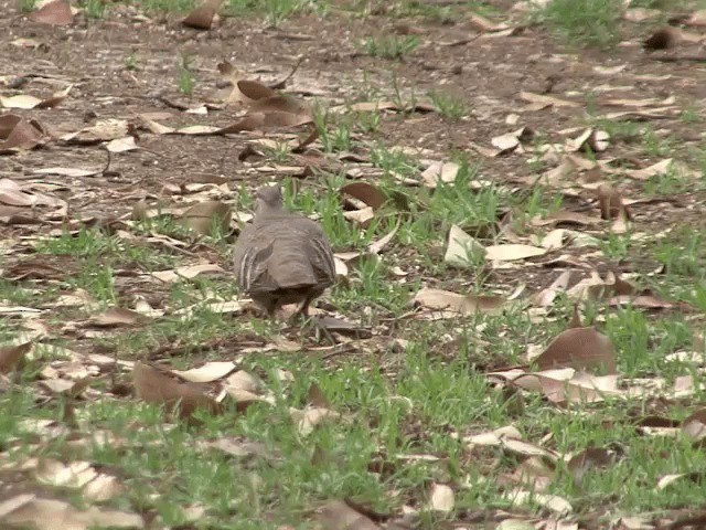 Brush Bronzewing - ML201601341