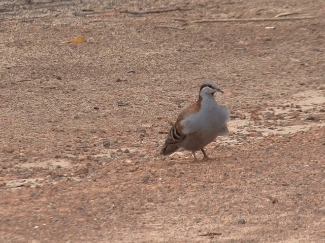 Brush Bronzewing - ML201601351