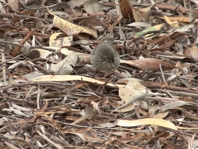 Spotted Scrubwren - ML201601431