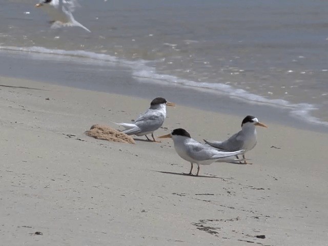 Australian Fairy Tern - ML201601481