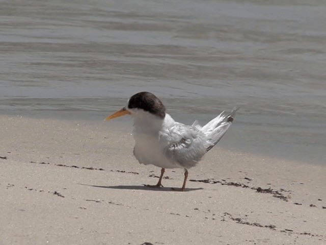 Australian Fairy Tern - ML201601491