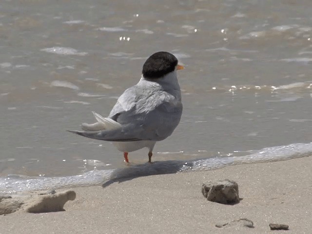 Australian Fairy Tern - ML201601501