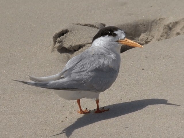 Australian Fairy Tern - ML201601511