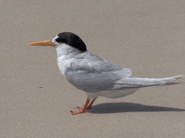 Australian Fairy Tern - ML201601521