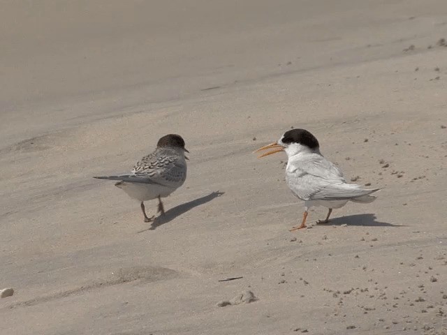 Australian Fairy Tern - ML201601531