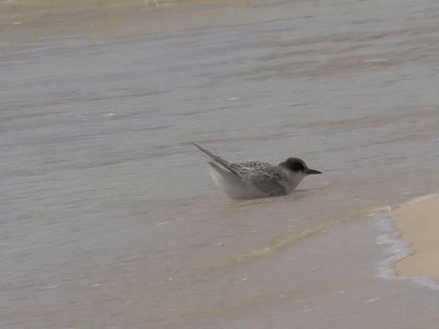 Australian Fairy Tern - ML201601541