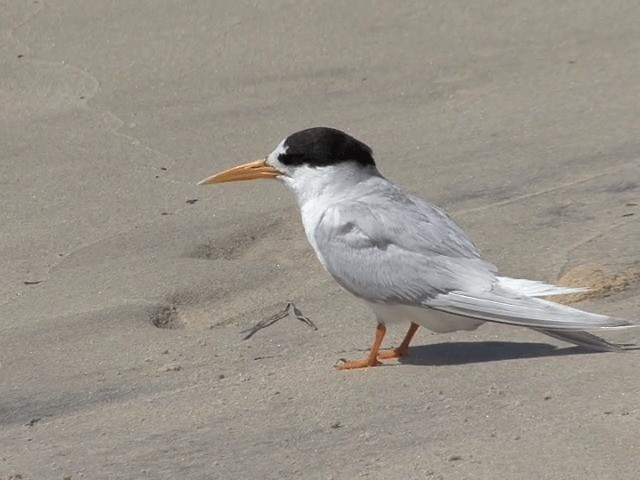 Australian Fairy Tern - ML201601561