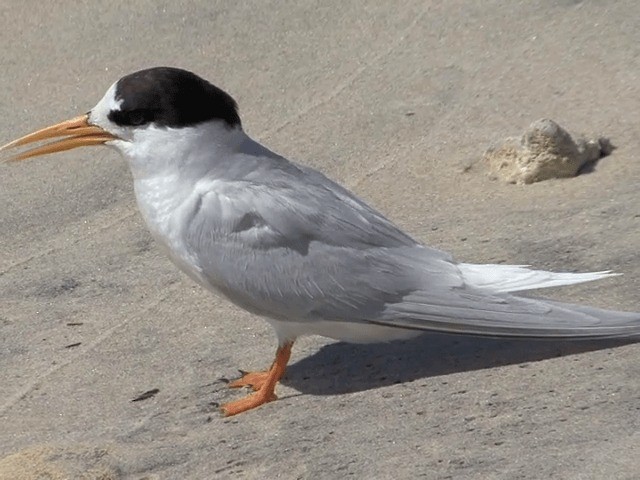 Australian Fairy Tern - ML201601571