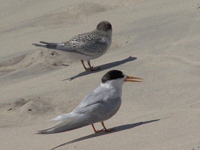 Australian Fairy Tern - ML201601581