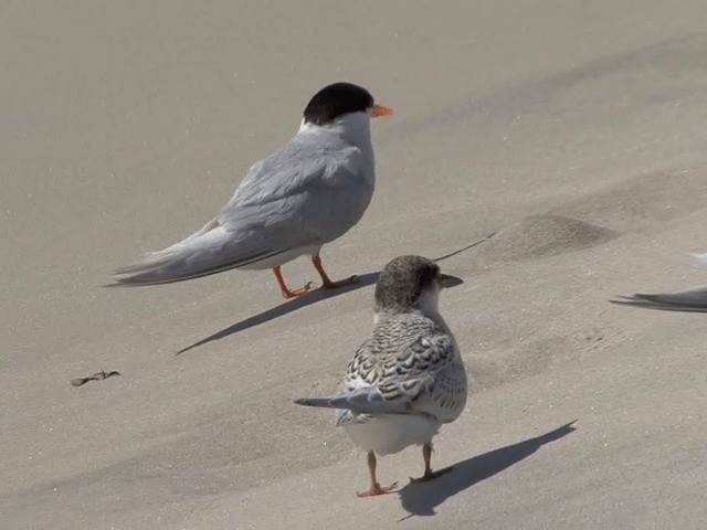 Australian Fairy Tern - ML201601591