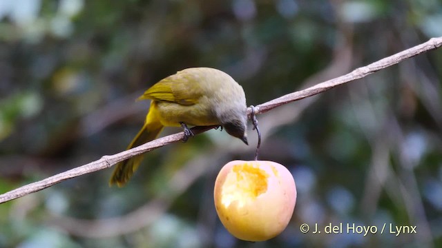 Flavescent Bulbul - ML201601631