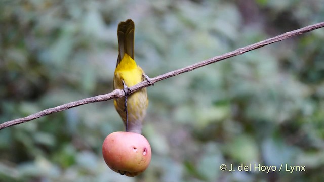 Flavescent Bulbul - ML201601641