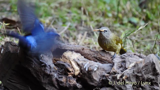 Flavescent Bulbul - ML201601651