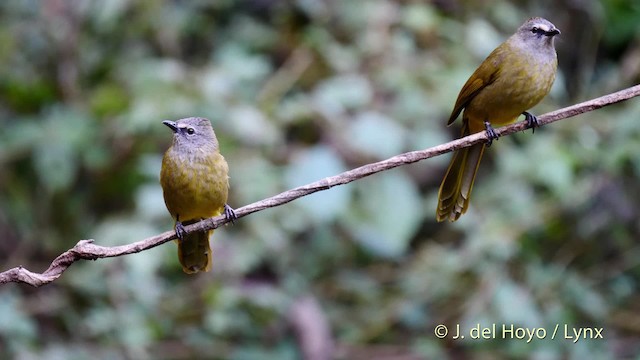 Flavescent Bulbul - ML201601661