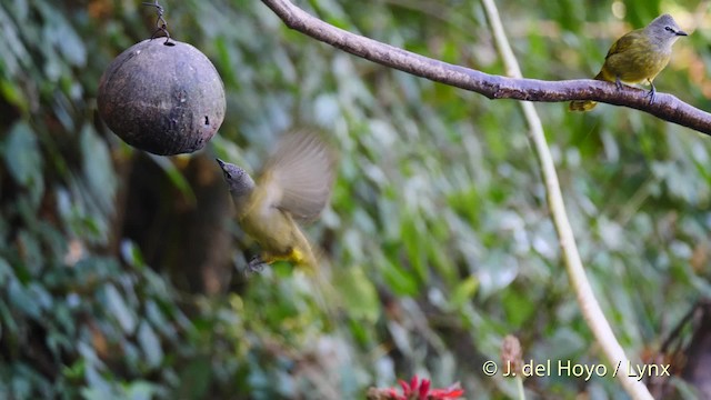 Flavescent Bulbul - ML201601681