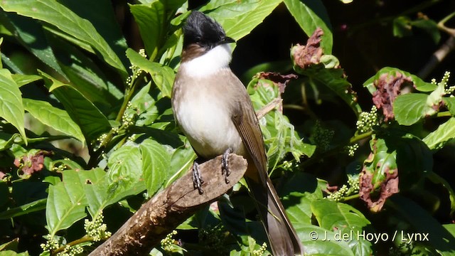 Brown-breasted Bulbul - ML201601711