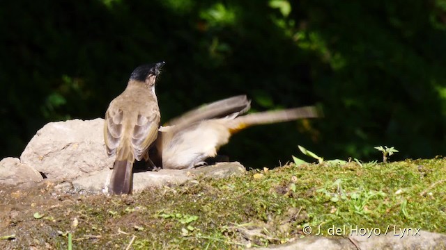 Brown-breasted Bulbul - ML201601721