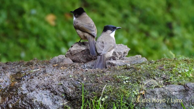 Brown-breasted Bulbul - ML201601731