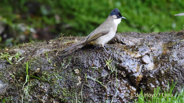 Bulbul à poitrine brune - ML201601741