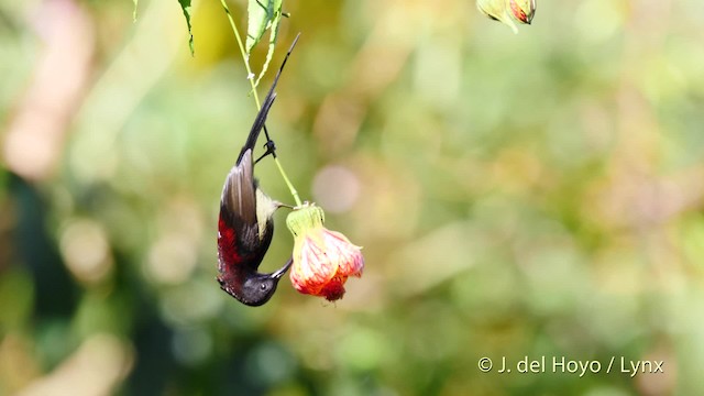 Black-throated Sunbird - ML201601751