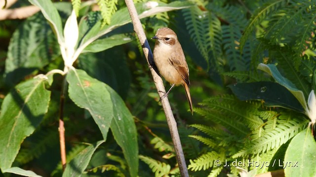 Gray Bushchat - ML201601791