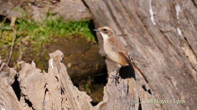 Gray Bushchat - ML201601801