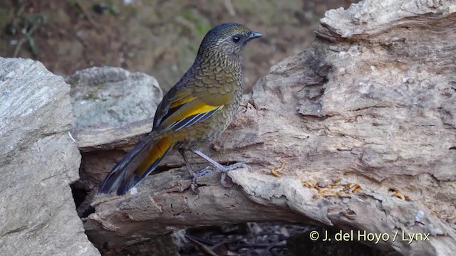 Scaly Laughingthrush - ML201601821