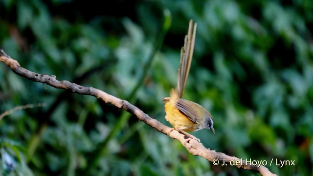 Prinia à sourcils - ML201601861